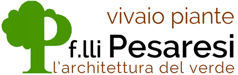 Pesaresi - Partner Mr Green