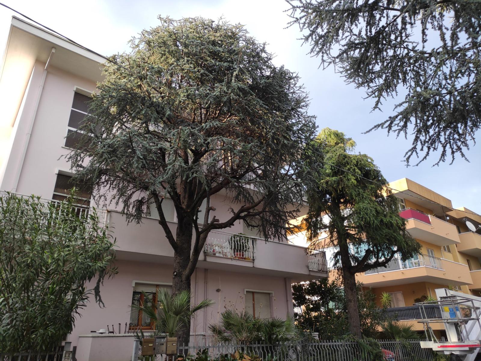 Intervento su conifera vicino a un edificio