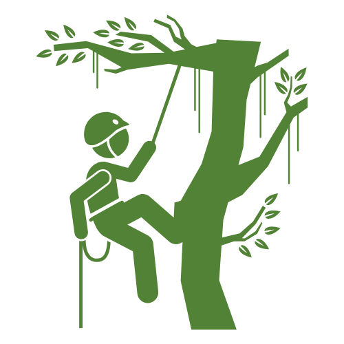 Potatura in tree climbing