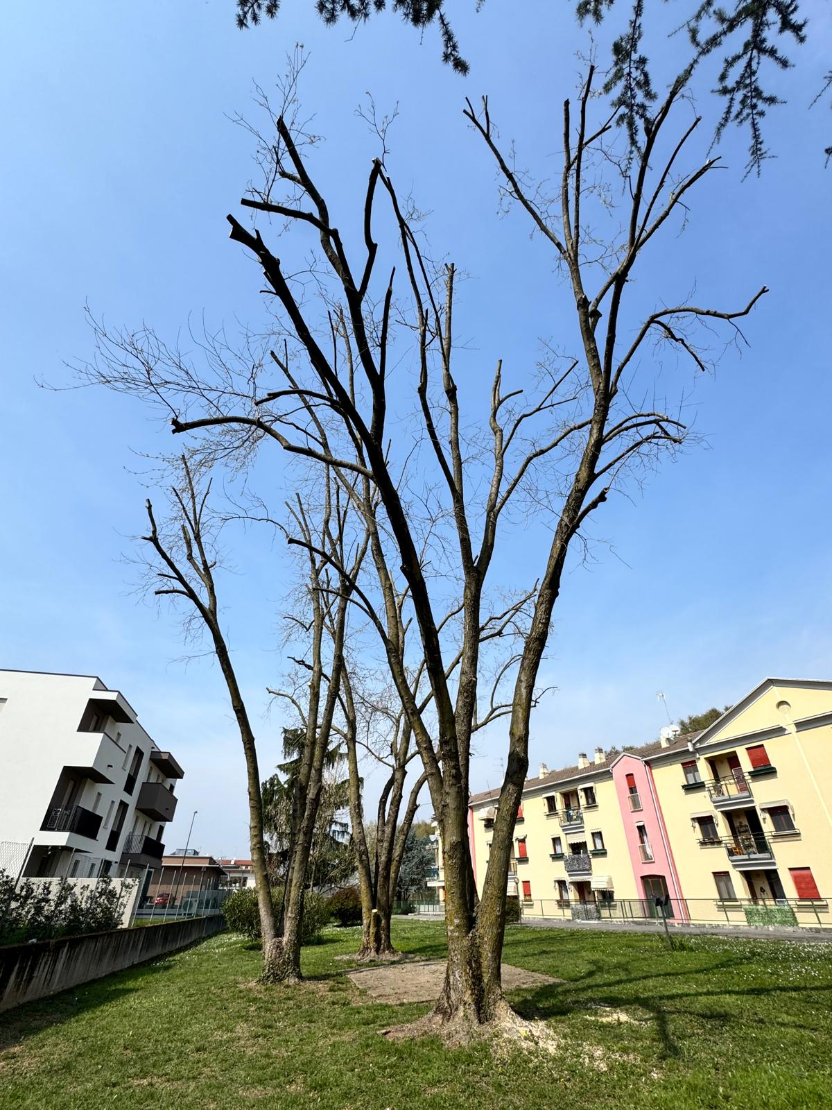 Potatura professionale di alberi ad alto fusto