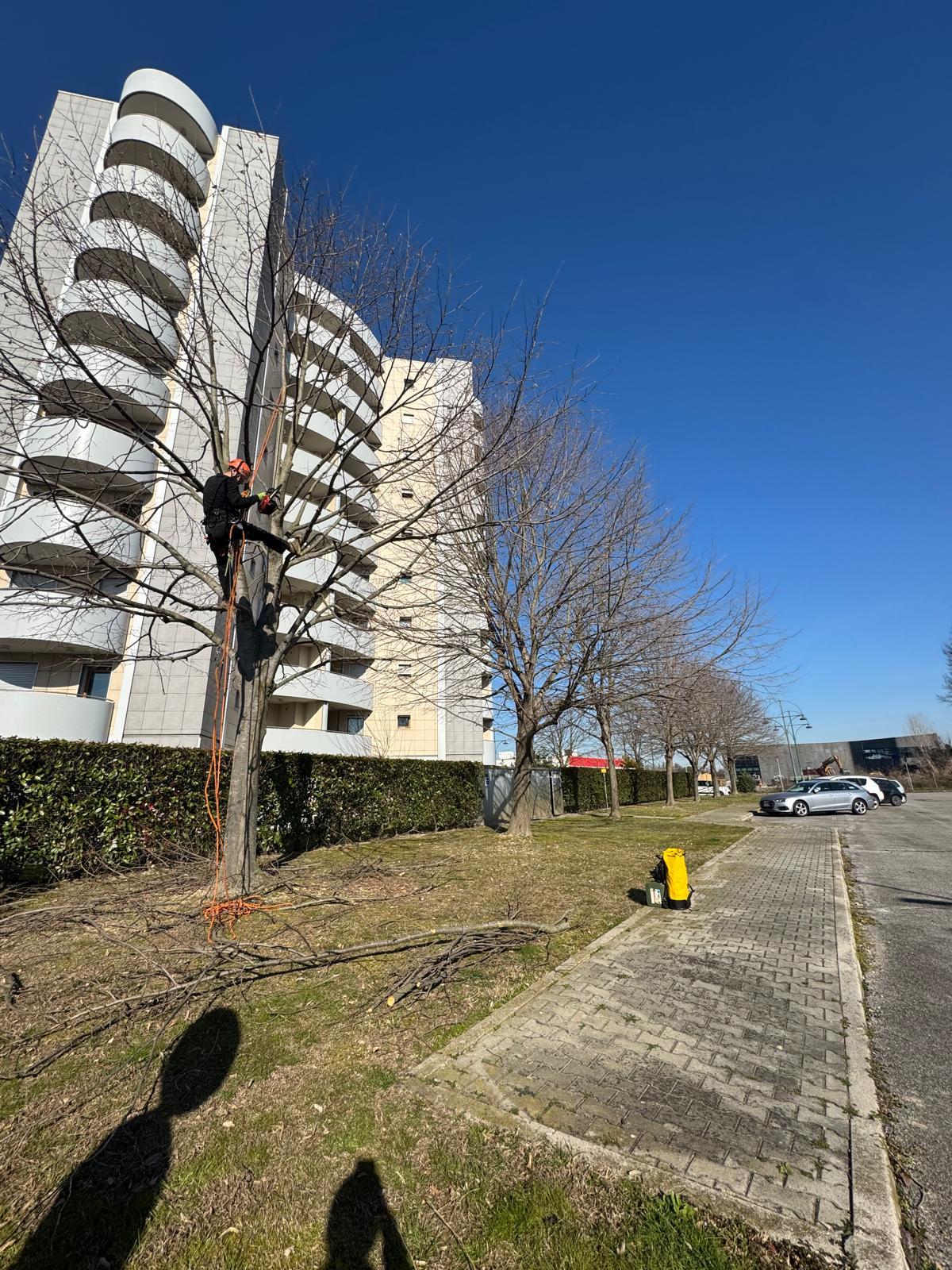 Intervento di potatura in tree climbing in area urbana